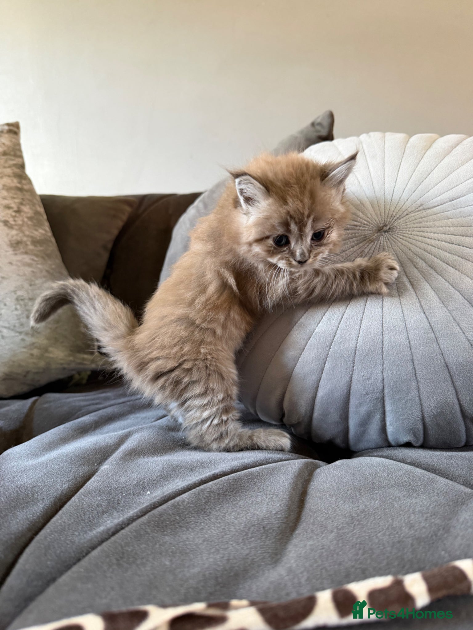 Maine Coon cats G mainecoon babies  - Advert 2