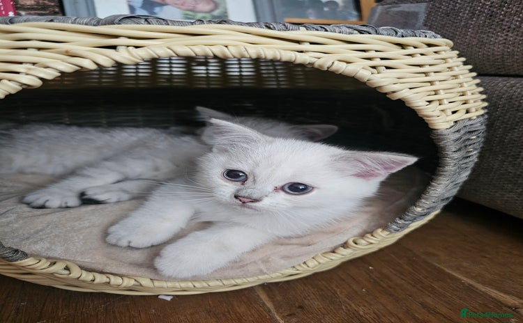 British Shorthair cats - Advert 2