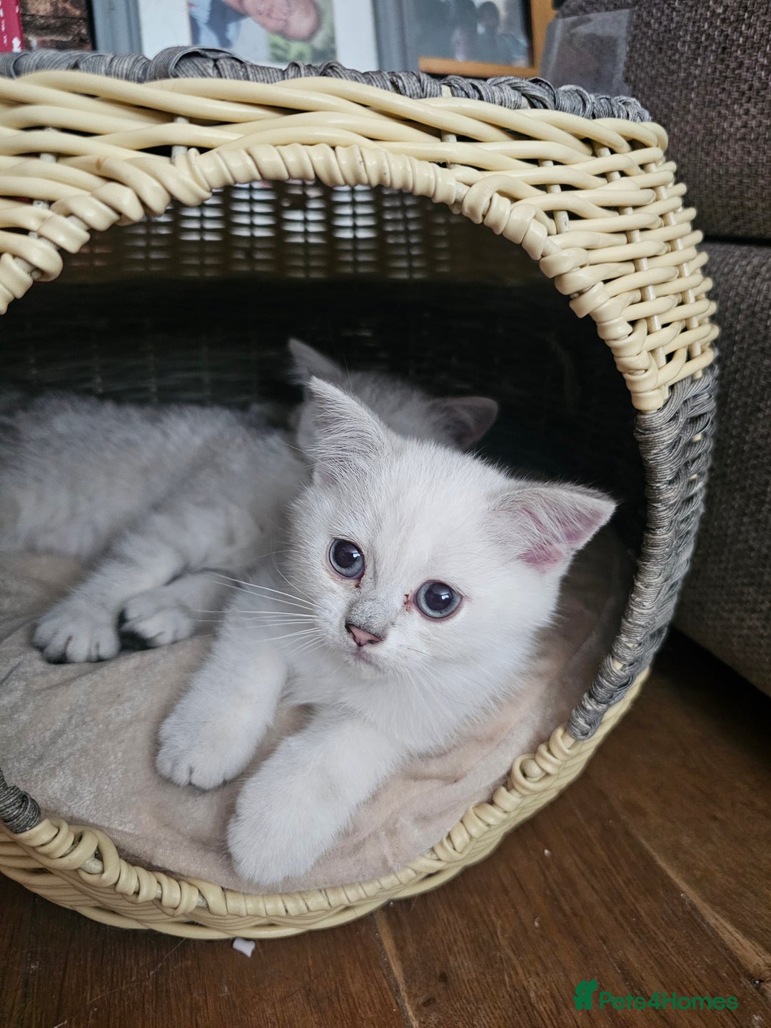 British Shorthair cats for sale: Last handsome siver boy available - Image 1