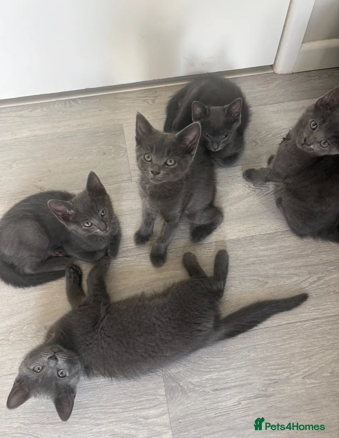 Mixed Breed cats for sale: Russian Blue/Raggamuffin kittens for sale  - Advert 7