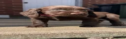 Cocker Spaniel dogs for sale: 5 beautiful cocker spaniel pups  - Advert 7