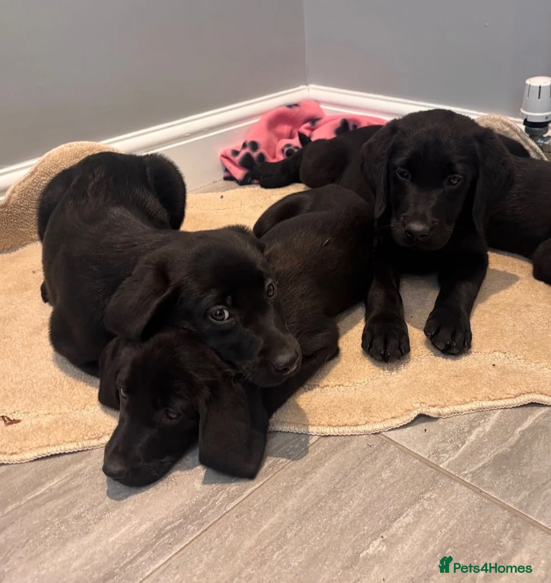 Labrador Retriever dogs for sale: Gorgeous Labradors  in Chelmsford - Advert 25