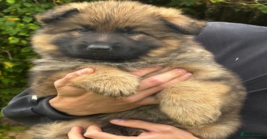 German Shepherd dogs - Advert 11