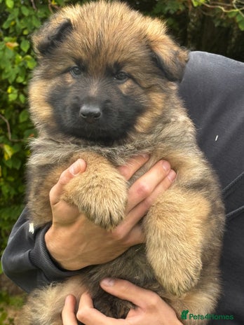 German Shepherd dogs - Advert 4