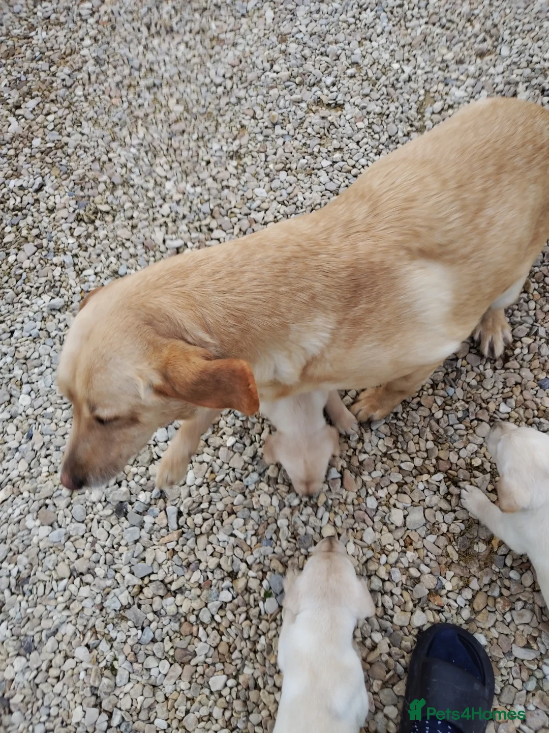 Labrador Retriever dogs for sale: Labrador puppys - Advert 1