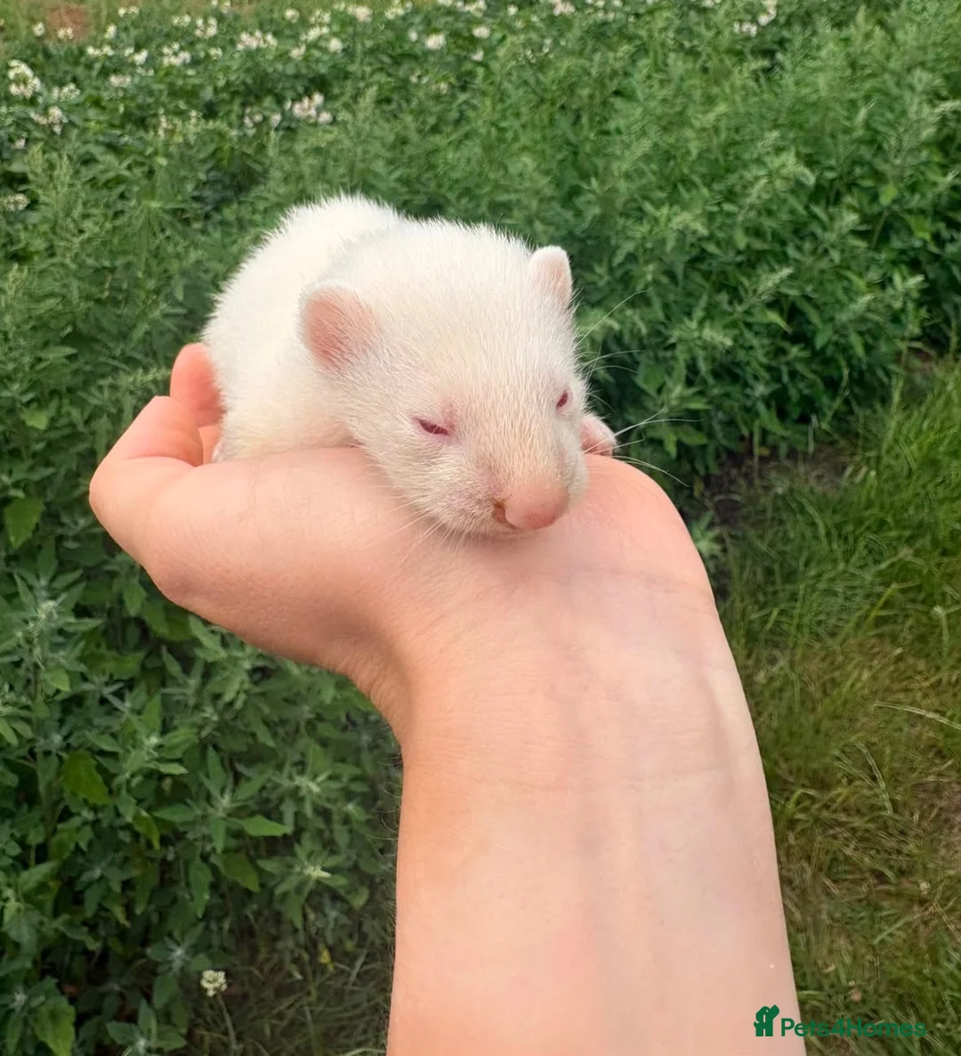 Ferret rodents for sale: Ferrets in Corby - Advert 2
