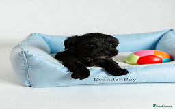 Yorkshire Terrier dogs for sale: Yorkshire Terrier Puppies Ready Now - Image 20
