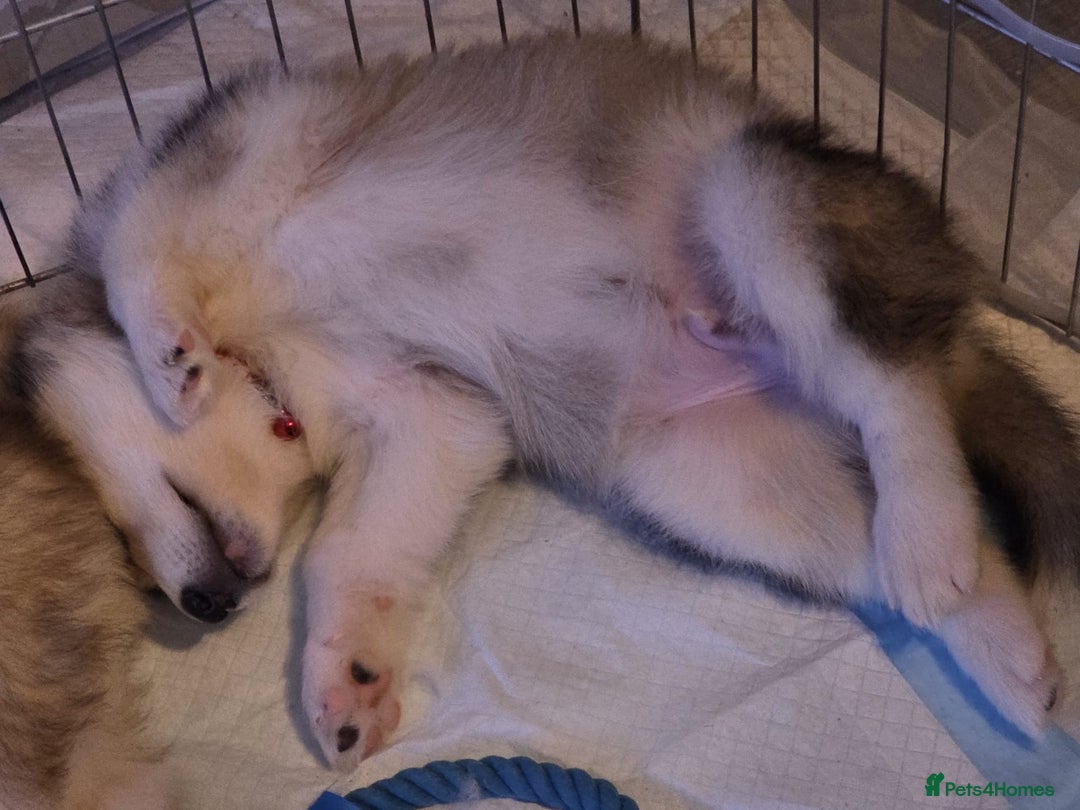 Utonagan dogs for sale: Malamute/Huskies  - Advert 4