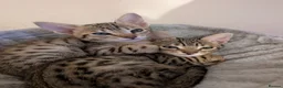 Savannah cats for sale: Stunning, affectionate, TICA f5sbt Savannahs - Advert 1