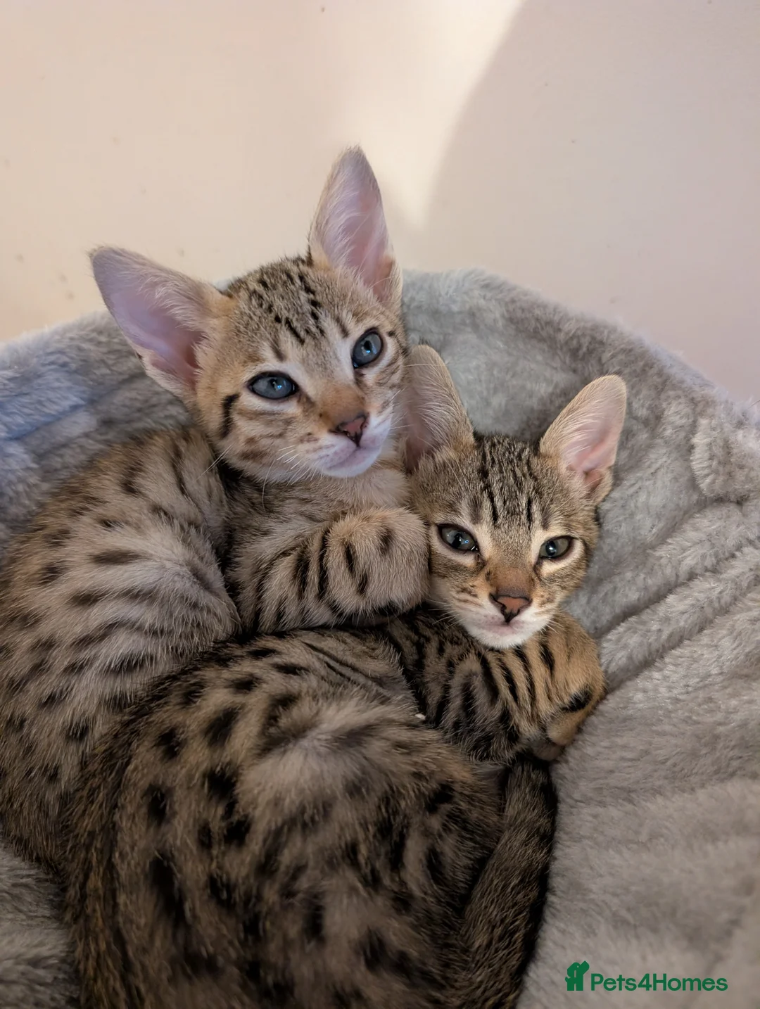 Savannah cats for sale: Stunning, affectionate, TICA f5sbt Savannahs - Advert 1