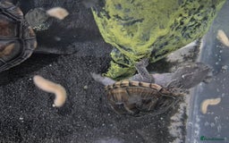 Turtle reptiles for sale: Musk turtle  - Image 2