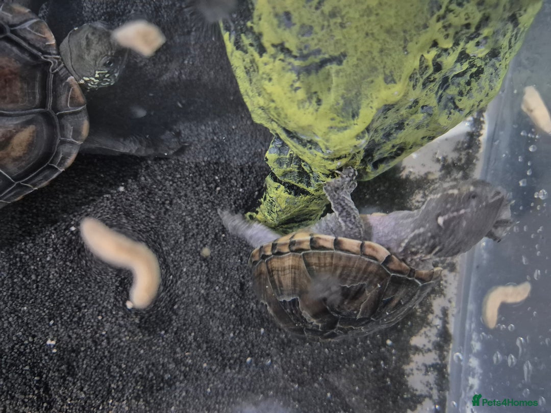 Turtle reptiles for sale: Musk turtle  - Image 2