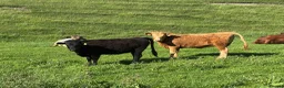 Cows & Bulls livestock for sale: Dexter x Galloway Cows and Dexter Bull for sale  - Advert 11