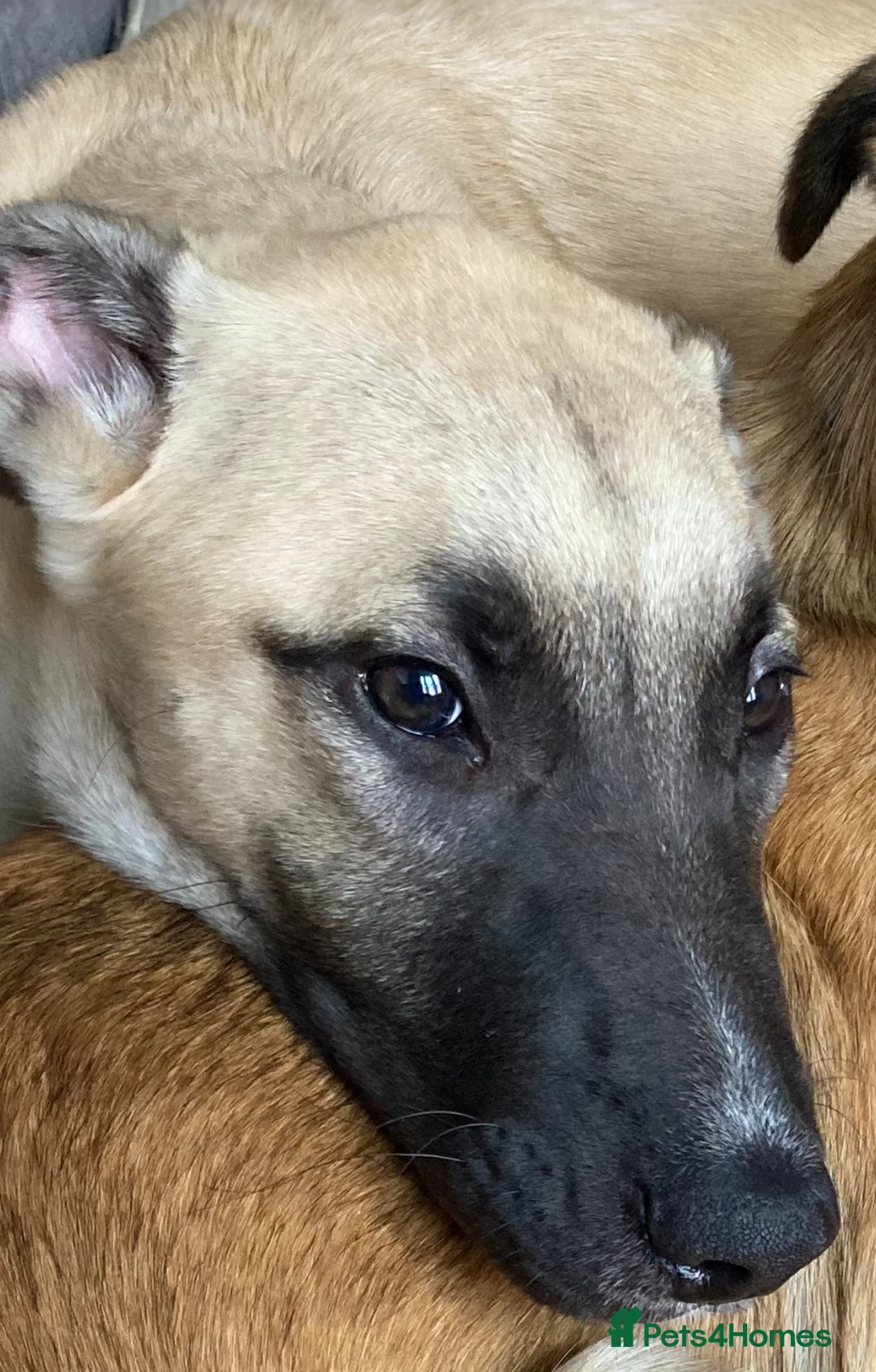 Mixed Breed dogs for sale: Beautiful 1 year old lurcher for sale  - Advert 1