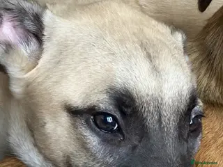 Mixed Breed dogs Beautiful 1 year old lurcher for sale - Advert 4