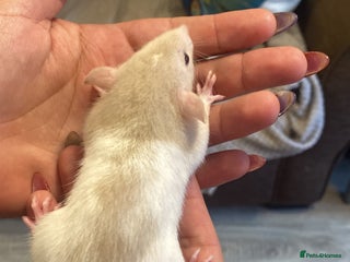 Rat rodents - Advert 15