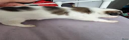 Chinese Crested dogs for sale: Chinese Crested Powder Puff Puppies – Ready Now 🐾 - Advert 6