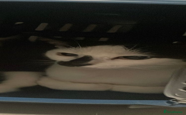 Domestic Shorthair cats - Advert 1