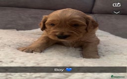 Australian Labradoodle dogs for sale: Stunning Australian labradoodles  - Image 4