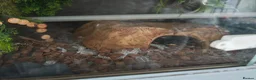 Mixed Breed reptiles for sale: Corn snake and royal python  in Leigh - Advert 3