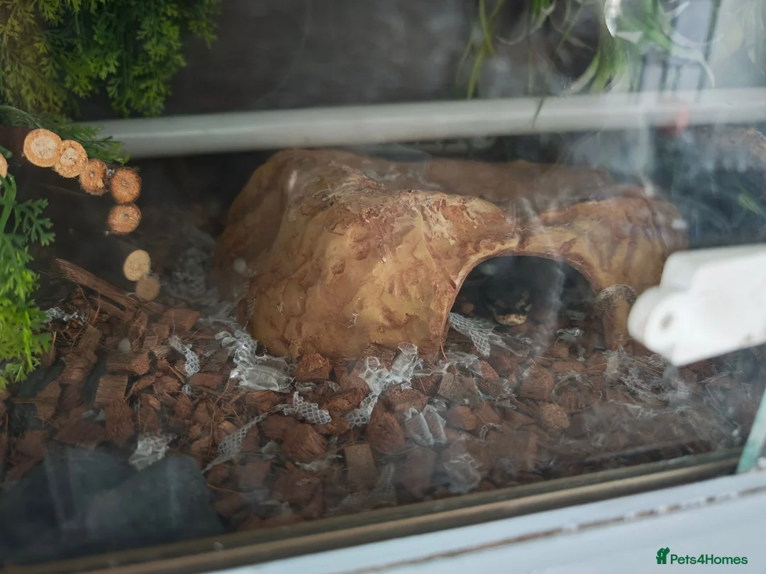 Mixed Breed reptiles for sale: Corn snake and royal python  in Leigh - Advert 3