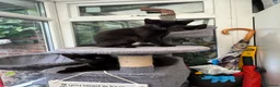Domestic Shorthair cats for sale: 3 Adorable Kittens Looking for Lovely Homes - Advert 5