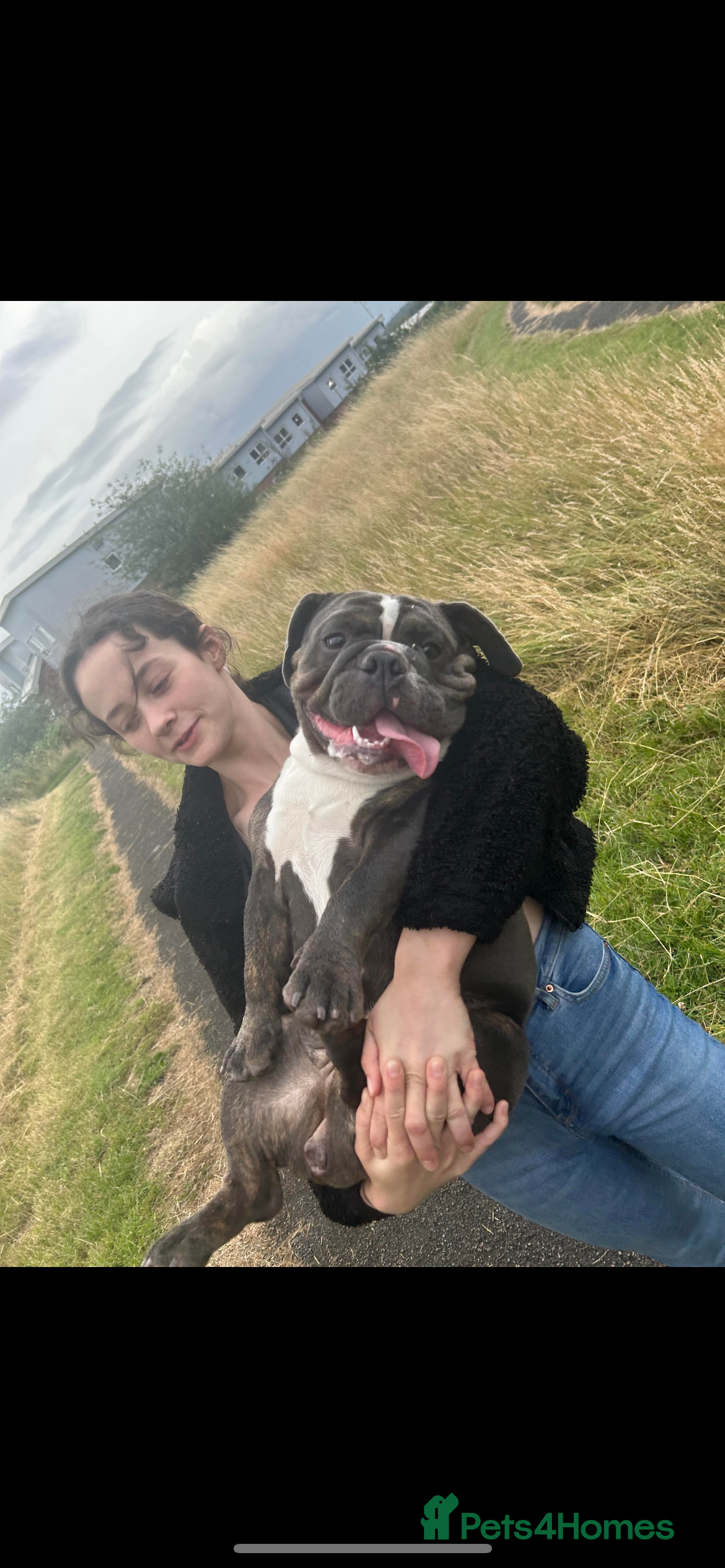 English Bulldog dogs Freelance frenchie for rehoming - Advert 14