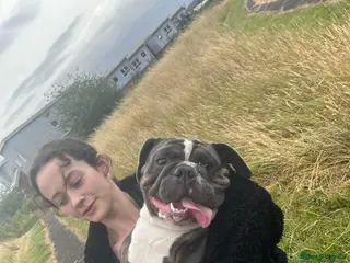 English Bulldog dogs Freelance frenchie for rehoming - Advert 1