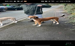 Saluki dogs for sale: Saluki pups  - Image 1