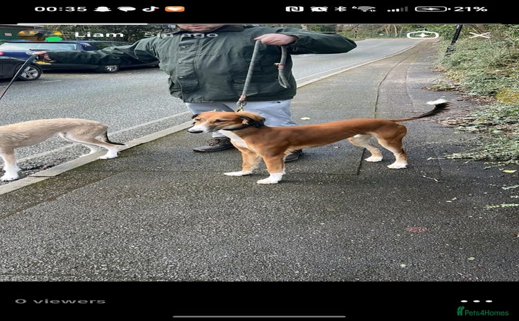 Saluki dogs - Advert 1