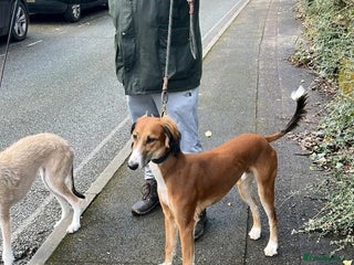 Saluki dogs - Advert 14