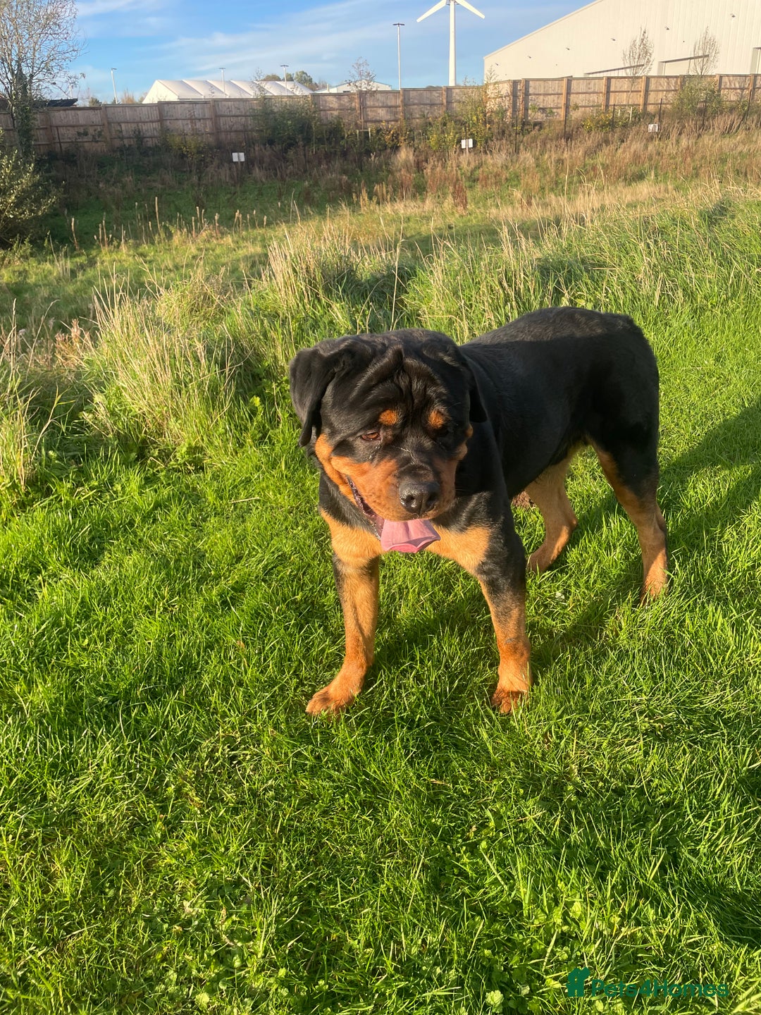 Rottweiler dogs for stud: Rottweiler - Image 5