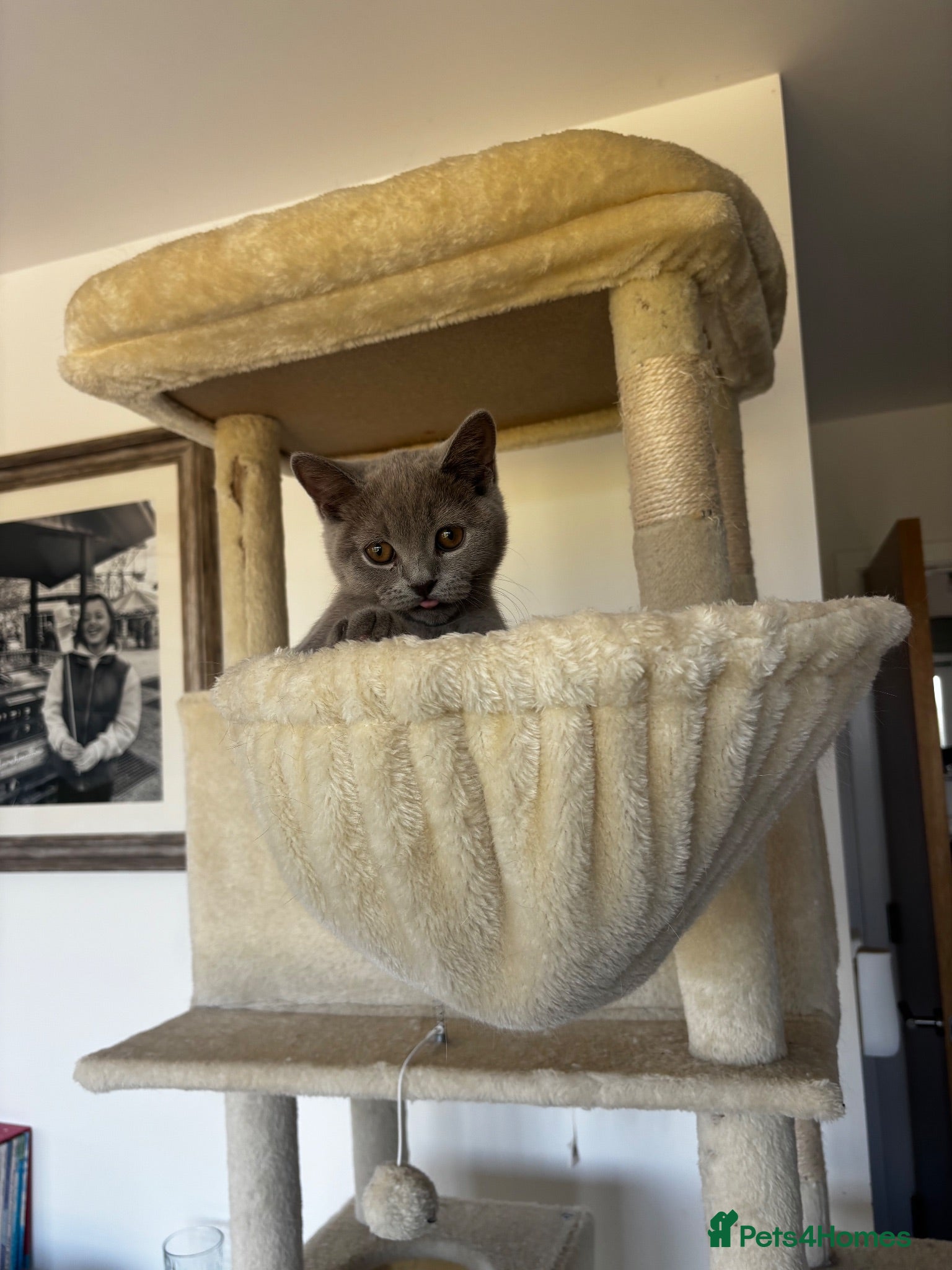 British Shorthair cats 🏆 Full British shorthair 🏆 - Advert 2