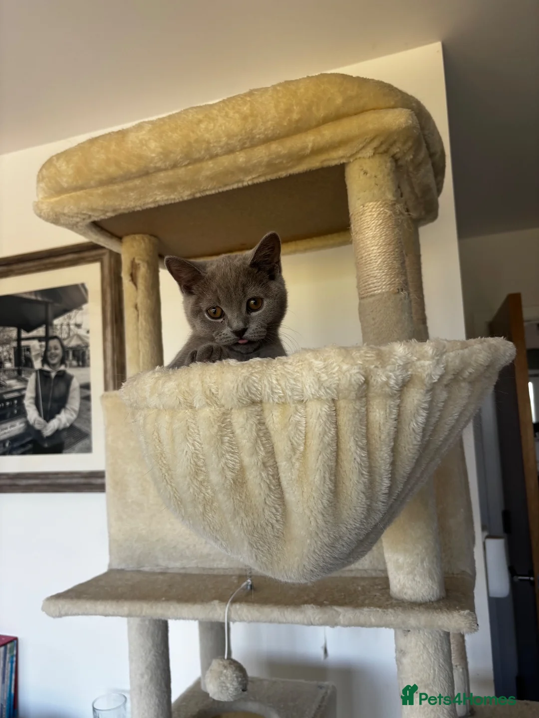 British Shorthair cats for sale: 🏆 Full British shorthair 🏆 - Advert 2