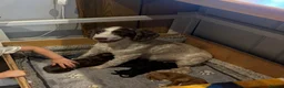 Sproodle dogs for sale: Gorgeous Chocolate Puppies in Ludlow - Advert 3