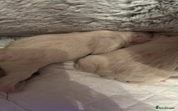 French Bulldog dogs for sale: Beautiful French Bulldog Puppies - Image 8