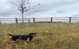 Mixed Breed dogs for sale: Bullweiler puppy  - Image 4