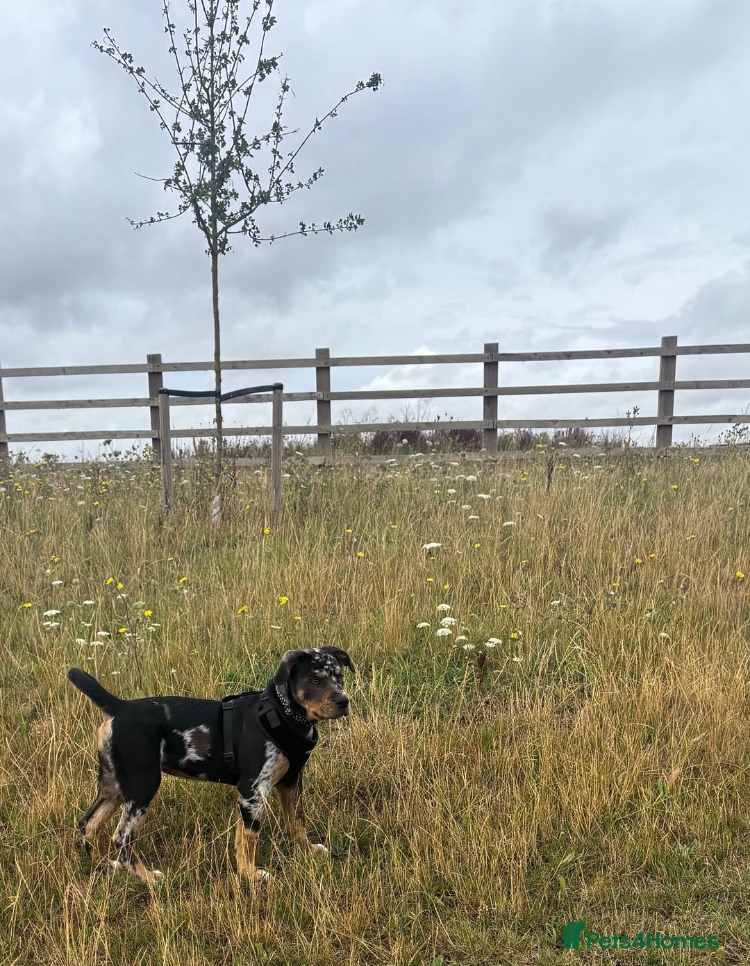 Mixed Breed dogs for sale: Bullweiler puppy  - Image 4