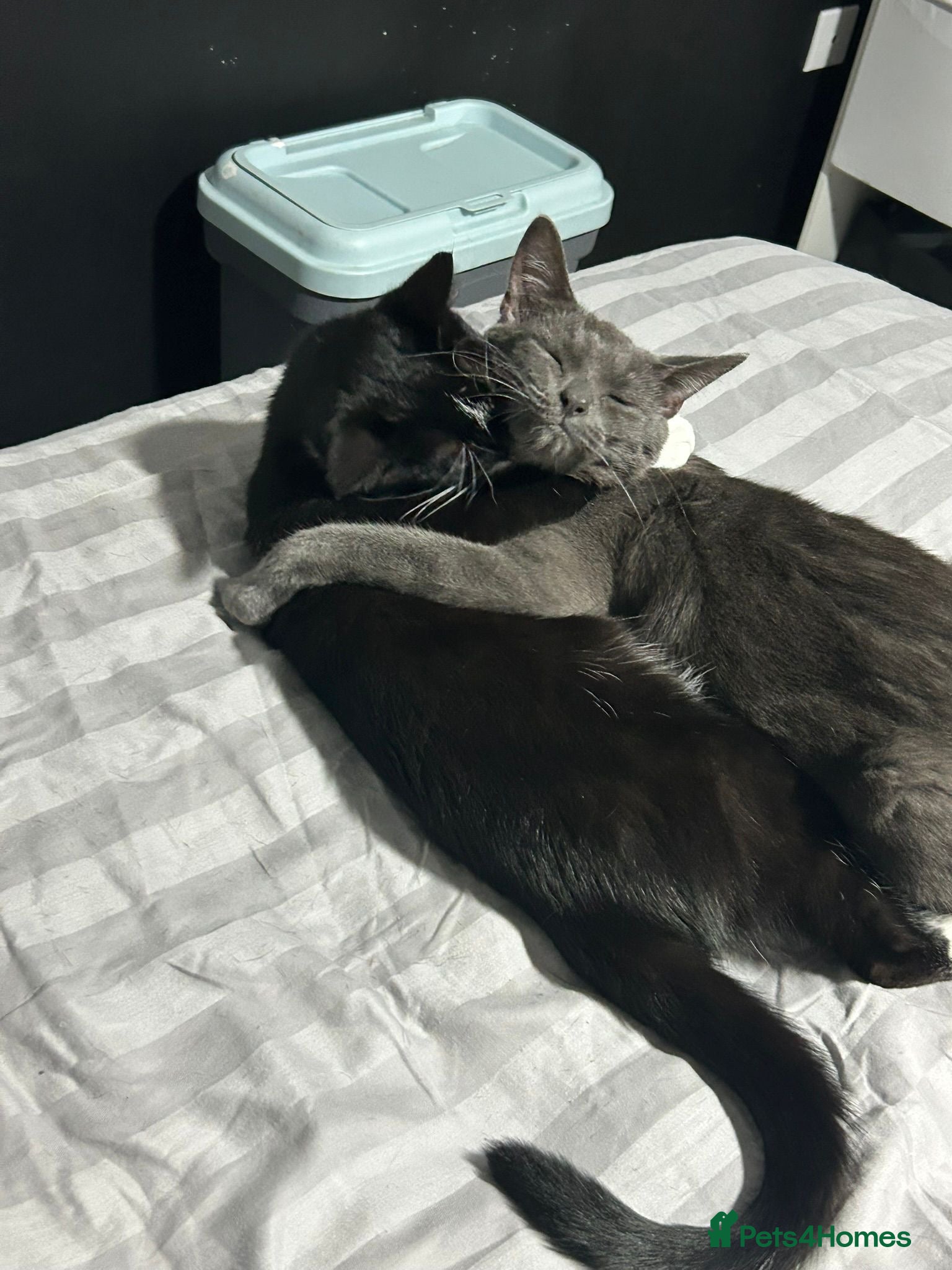 Mixed Breed cats 2 cats for their forever home - Advert 3