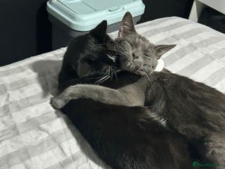 Mixed Breed cats 2 cats for their forever home - Advert 13