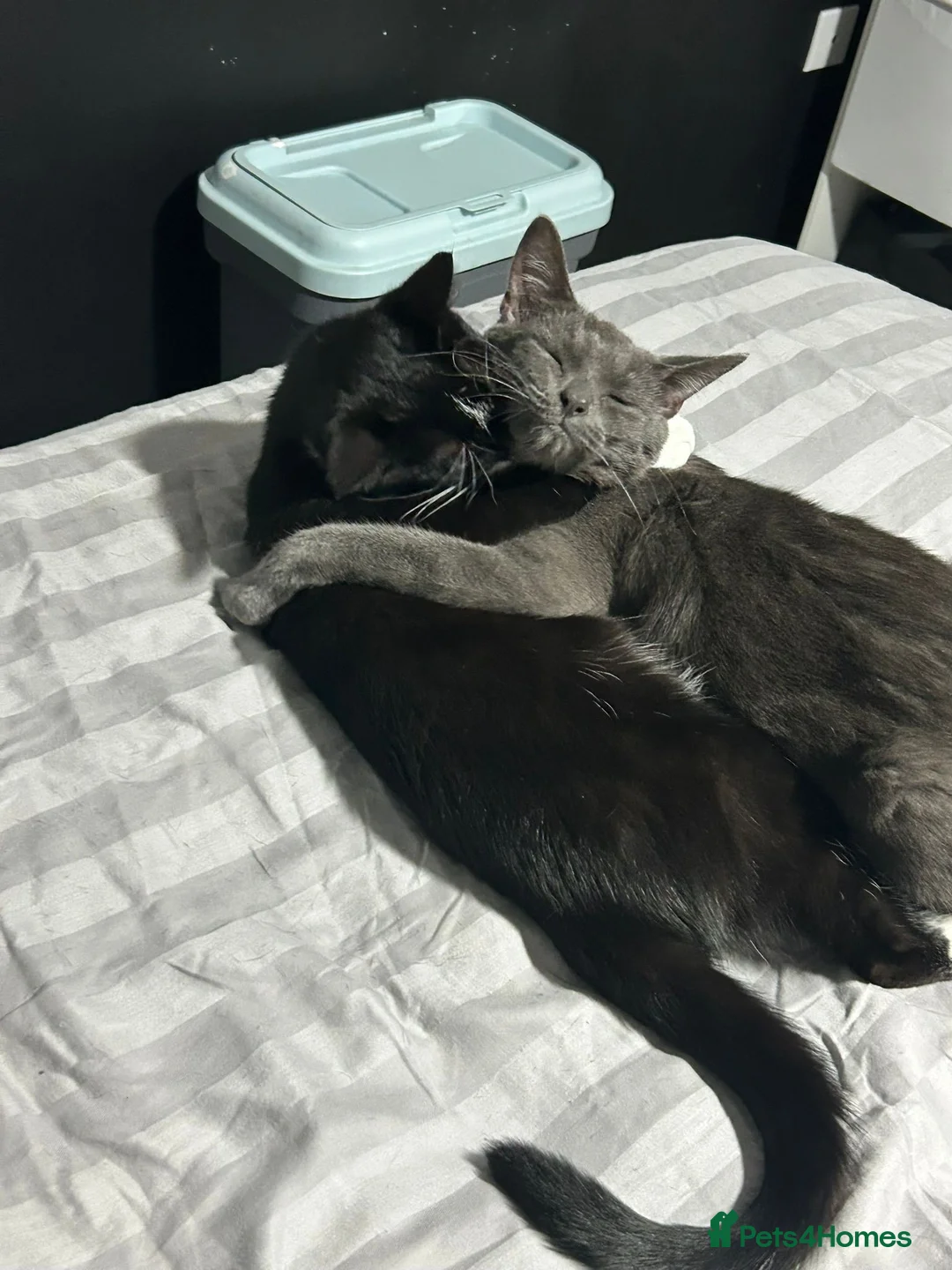 Mixed Breed cats for sale: 2 cats for their forever home - Advert 1