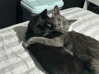 Mixed Breed cats 2 cats for their forever home - Advert 17