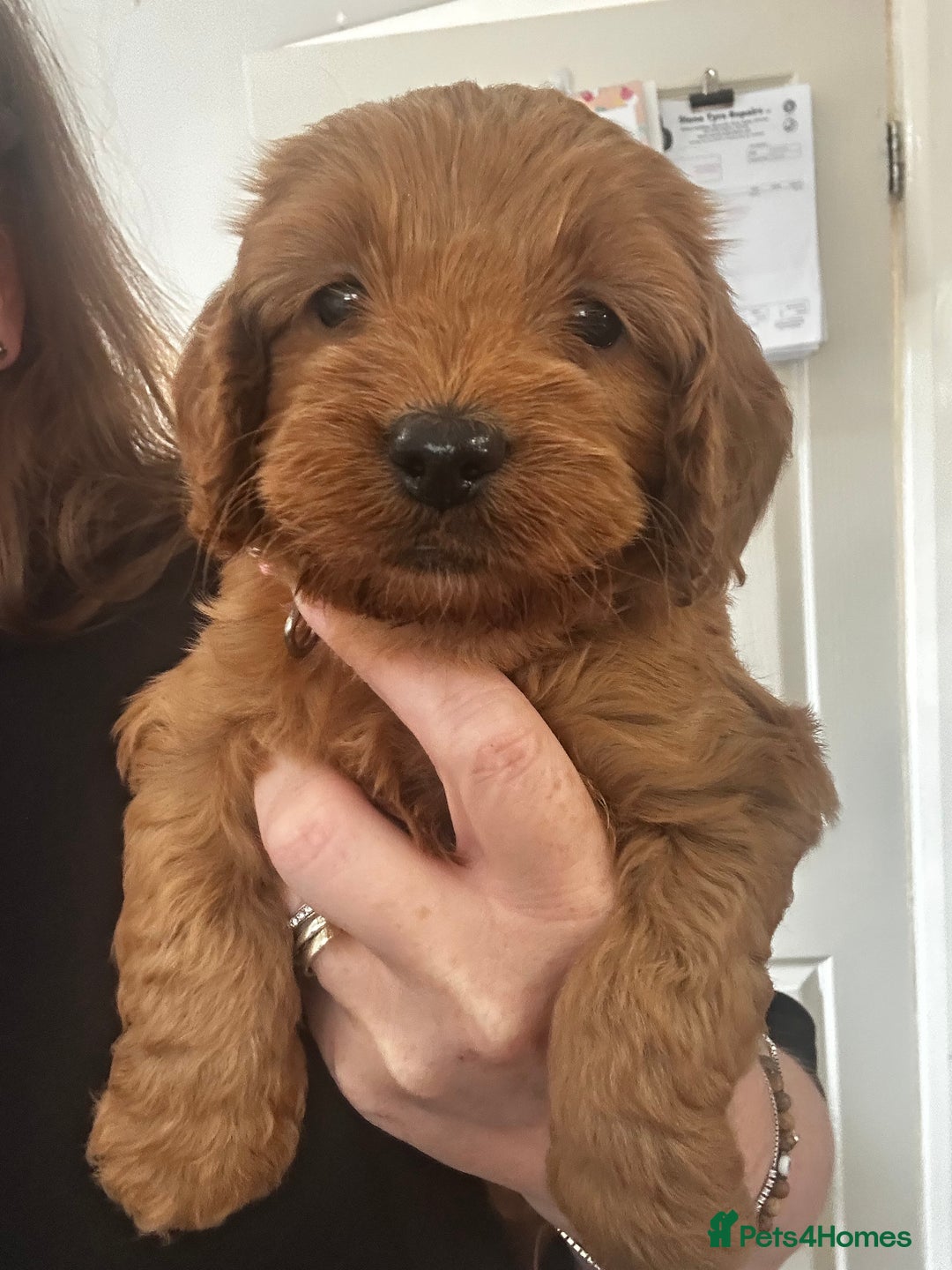 Cockapoo dogs for sale: F1 Red Cockapoo puppies ~ ⭐️ready Now ⭐️  - Image 33