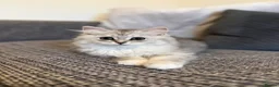 Mixed Breed cats for sale: Stunning Long Haired Chinchilla Ragdoll X Persian - Advert 25