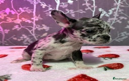French Bulldog dogs for sale: French bulldog puppy’s - Image 17
