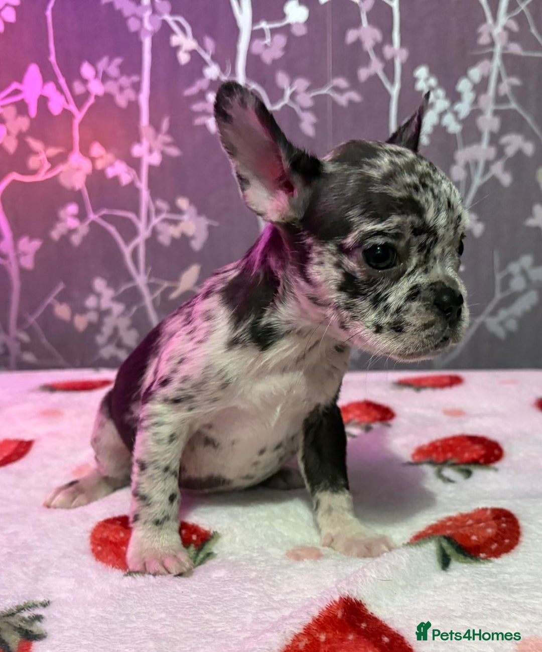 French Bulldog dogs for sale: French bulldog puppy’s - Image 17
