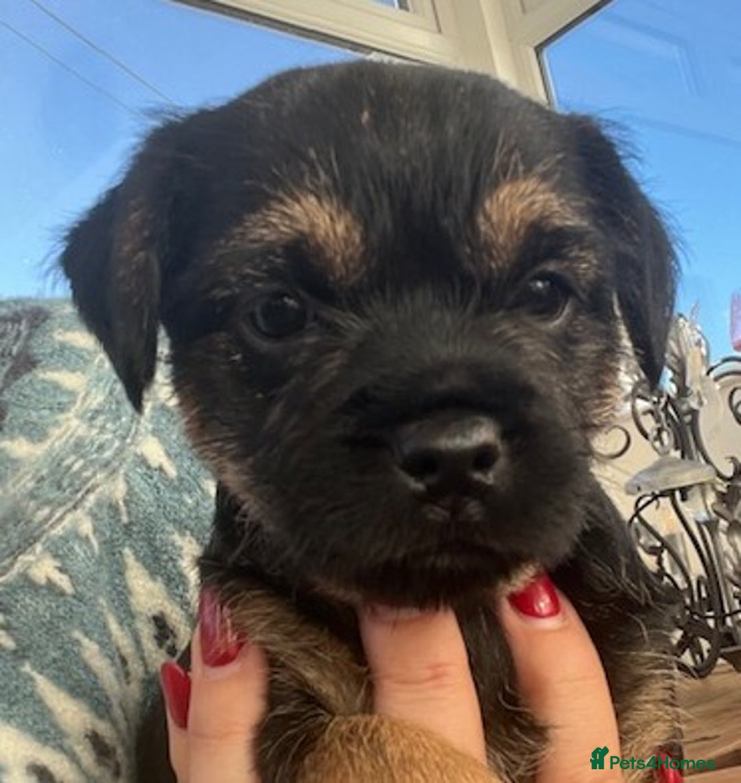 Border Terrier dogs for sale: 2 Beautiful Border Terrier Bitches - NOW RESERVED - Advert 10