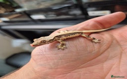 Gecko reptiles for sale: Crested Gecko Babies - Image 2