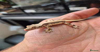 Gecko reptiles - Advert 4