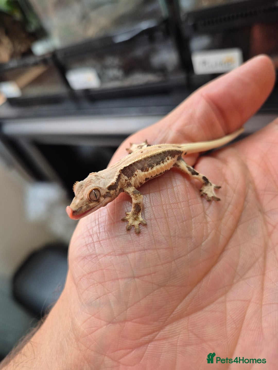 Gecko reptiles for sale: Crested Gecko Babies - Image 2